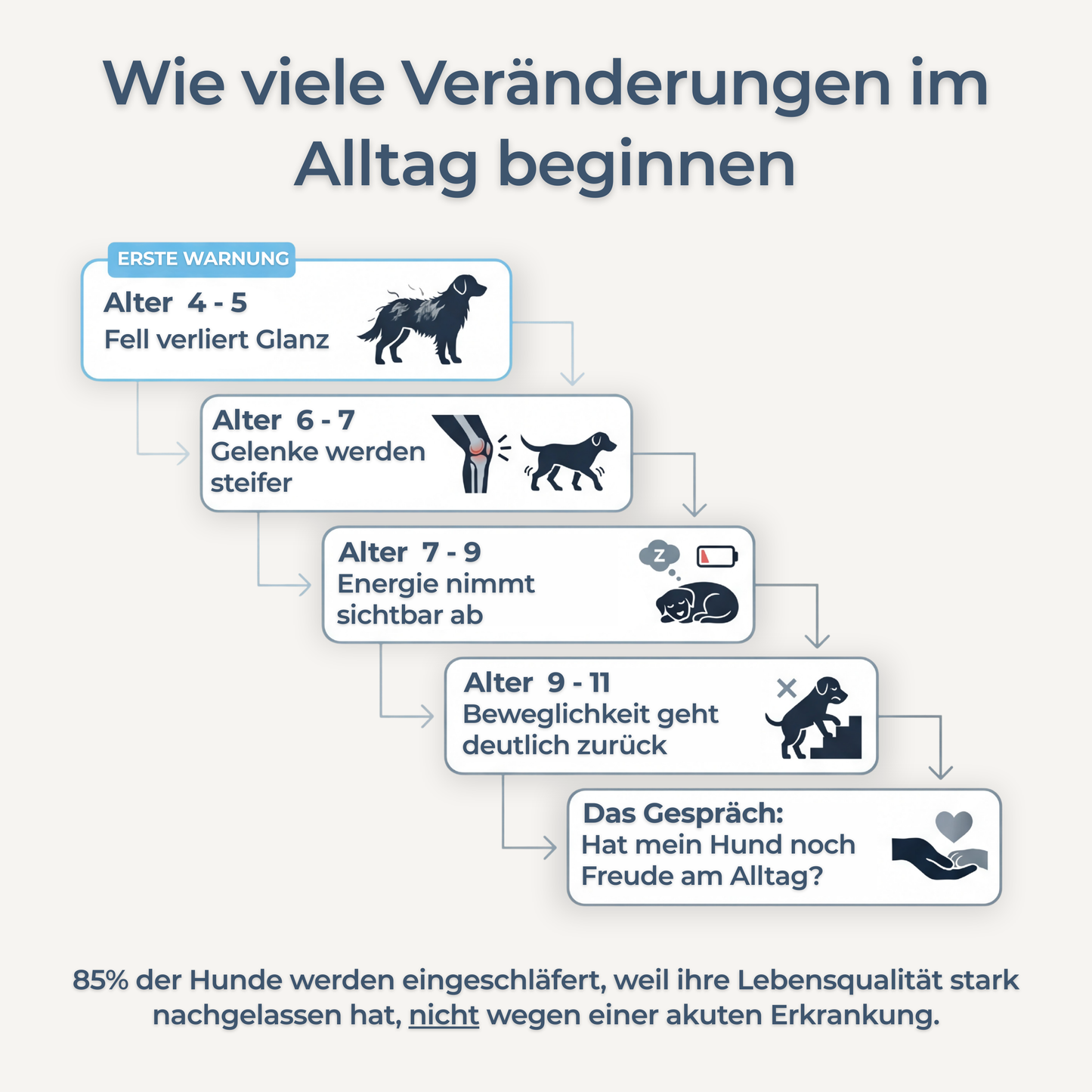Hundewohl™ - Die Unterstützung für Fell, Gelenke & Energie